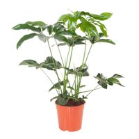 Plante d'intérieur – Philodendron grimpant – Hauteur: 80 cm XFBD