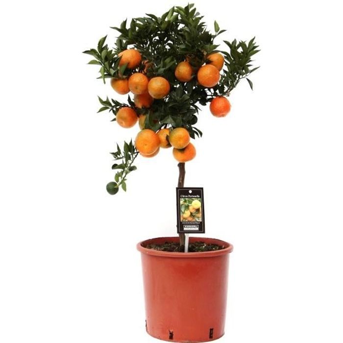 Fruit de Botanicly – Citrus Mandarin – Hauteur: 85 cm plante naturelle