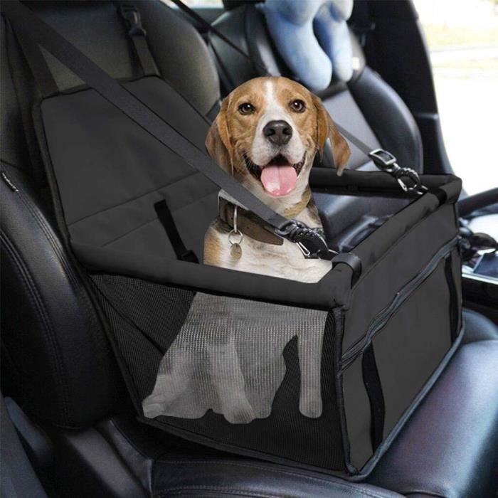 Quel équipement idéal pour la sécurité de votre chien en voiture ?