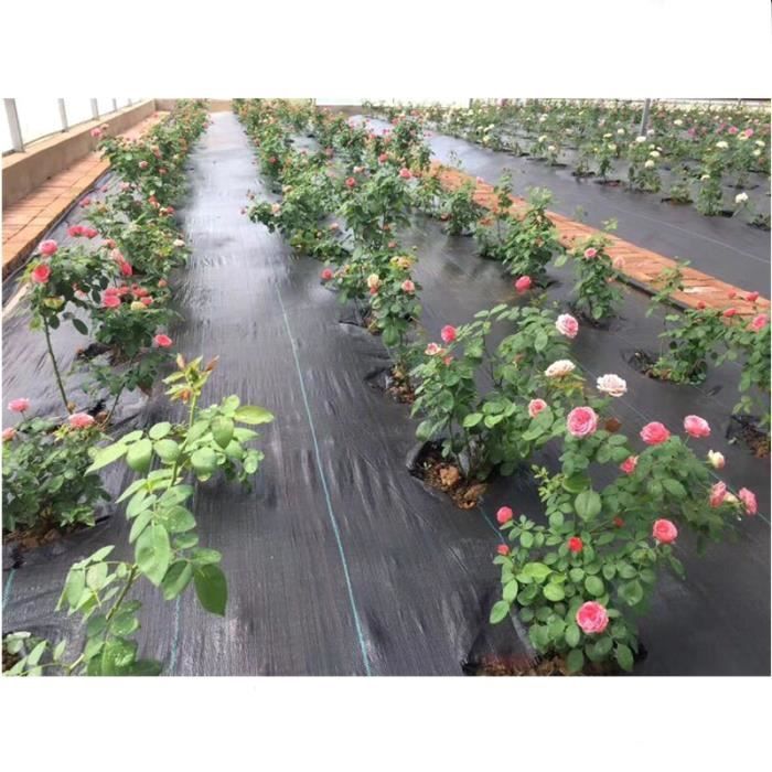 Mauvaises Herbes: Bye Le Paillis, Bonjour Le Carton