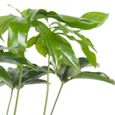 Plante d'intérieur – Philodendron grimpant – Hauteur: 80 cm XFBD-2