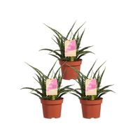 Plantes d'intérieur de Botanicly – 3 × Langue de belle-mère – Hauteur: 30 cm – Sansevieria Fernwood Punk plante naturelle