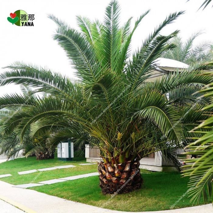 10 Pièces-Phoenix Canariensis Hardy Canaries Palmier Dattier! Bonsaï Arbre Plantes Extérieures #19