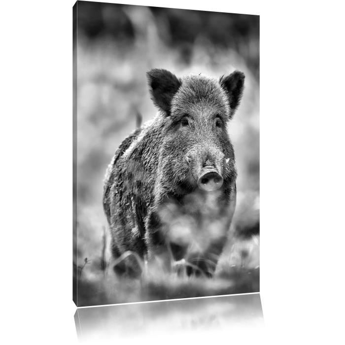 Monocrome Sanglier Pre Format 100x70 Sur Toile Xxl Enormes Photos Completement Encadrees Avec Civiere Imprime Art Mural Avec Cdiscount Maison