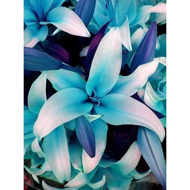 50Pcs Graines de fleur de lis lys bleu jardin plantation plante - Cdiscount  Jardin
