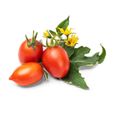 Lingot® mini Tomate rouge - VERITABLE - Recharge prête à l'emploi - Rectangulaire - Marron-1