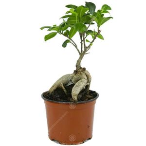 PLANTE POUSSÉE Ficus Ginseng Arbuste Bonsaï Plante verte d’intérieur en pot 12 cm