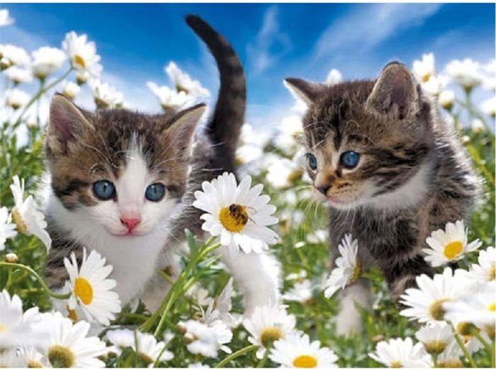 Coyeeki 5D Diamant Peinture Kit Complet Adorable Animal, DIY Broderie