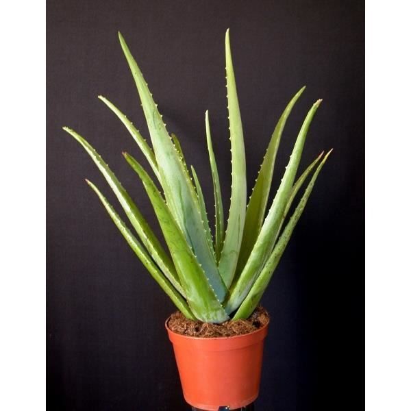 Plante Poussee Aloe Vera Taille De La Plante Pot De 2 Littre 20 40 Cm Achat Vente Plante Poussee Aloe Vera Cdiscount