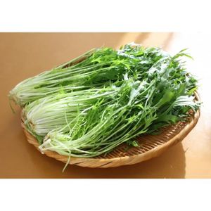 GRAINE - SEMENCE 200 Graines de Chou Mizuna - salade légumes - seme