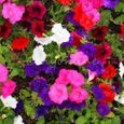 100Pcs Graines de fleurs volubilis calibrachoa melanger couleurs My01482-0