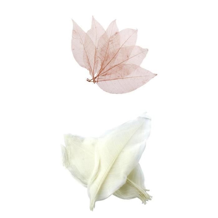 Feuilles Squelettiques Naturelles Illustration Stock - Illustration du