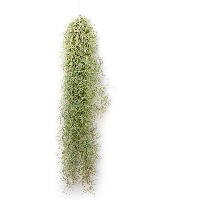 Tillandsia Ionantha Rouge - Plante Air Naturelle Facile D'Entretien - Idéale Pour Décoration Intérieure Et Extérieure