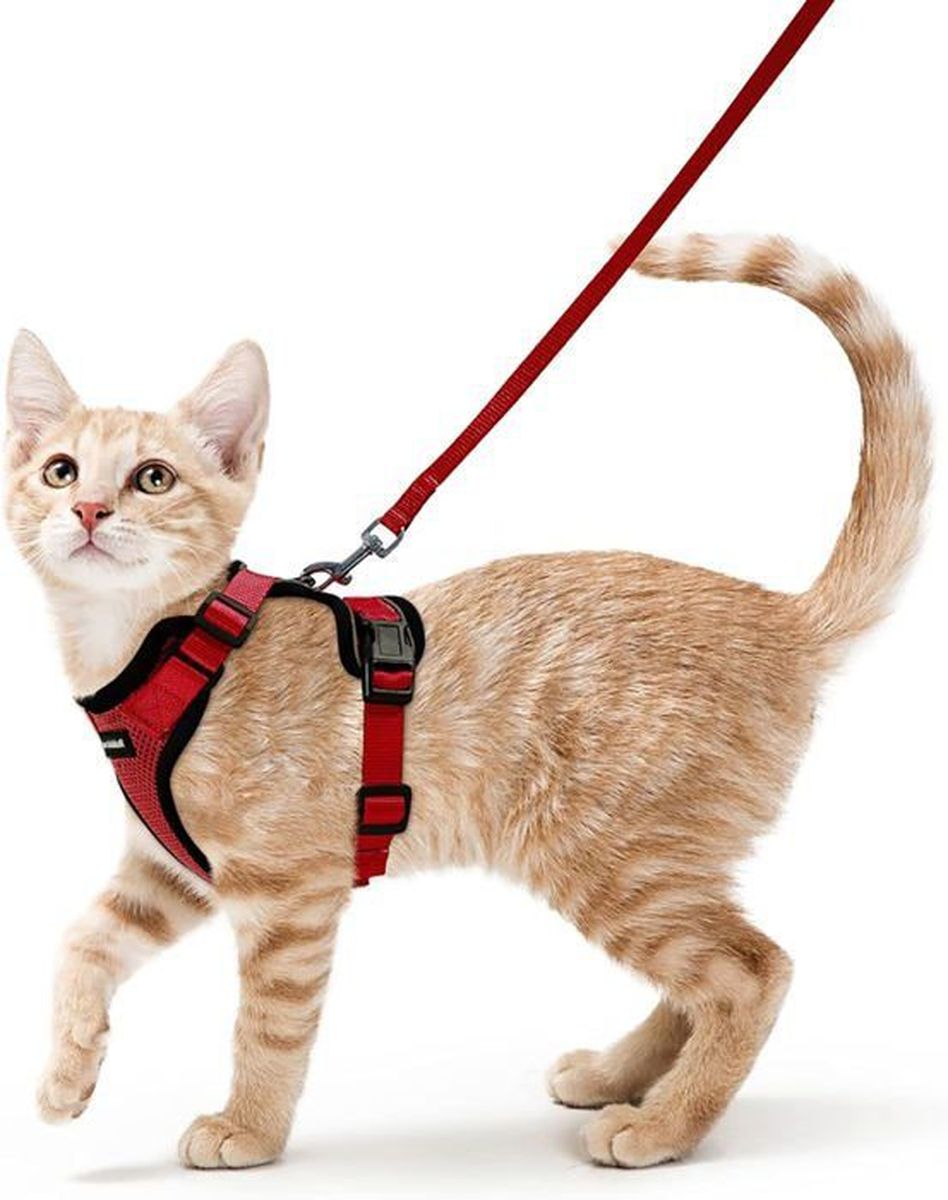 Laisse Pour Chat 10m Cdiscount