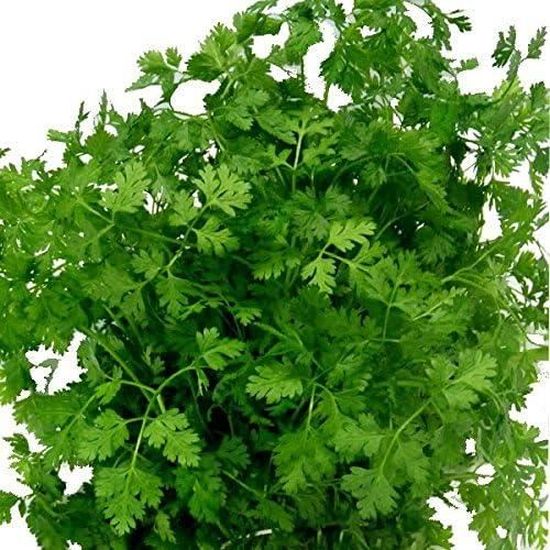 100 Graines De Culantro - Facile à Cultiver Au Jardin Ou En Pot | Plantes Aromatiques Fraîches