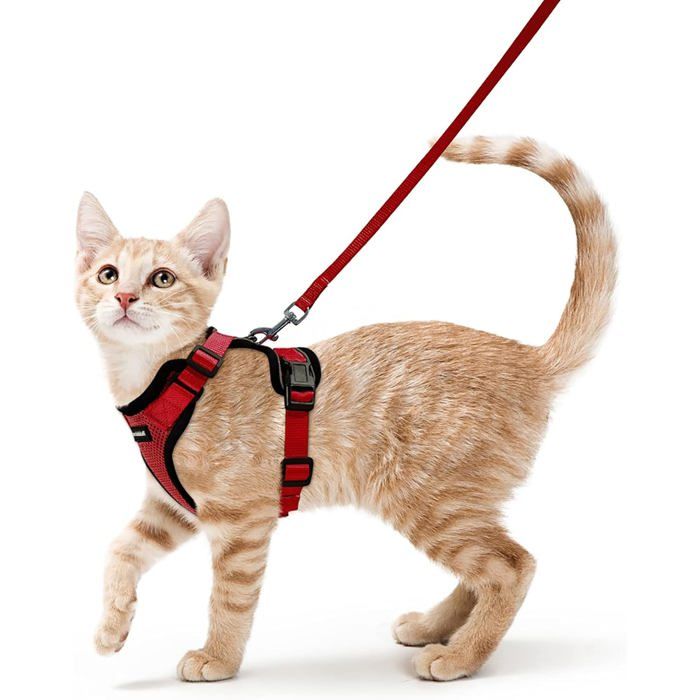 Rabbitgoo Harnais Chat Harnais pour Chat/Petit Chien Laisse Harnais Chat Rouge S Collier Harnai