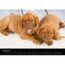 Dogue De Bordeaux Calendrier Chiot A4 Paysage Achat Vente Calendrier Ephemeride Dogue De Bordeaux Calendrier Cdiscount