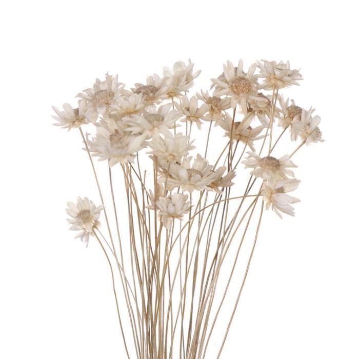 Fleurs séchées décoratives Mini marguerite petites étoiles fleurs Bouquet plantes naturelles préserver florale - white-30PCS