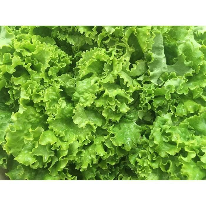 Graines De Laitue Sucrine SemiSauvage - Légume Ancien Reproductible, Potager Bio 100 Graines