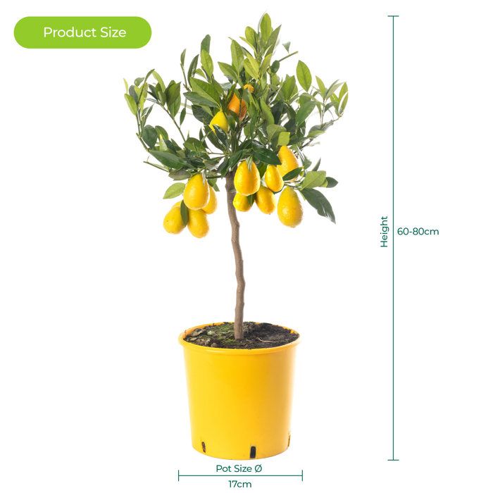 Grand Arbre Agrumes Citronnier - Cultivez Vos Propres Citrons Maison Intérieur Extérieur