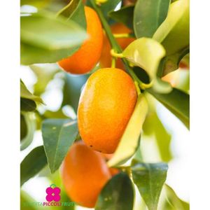 PLANTE POUSSÉE Plante de Kumquat Ovale ‘Citrus Fortunella Margarita’ - pot Ø 22 cm - h. 70-80 cm