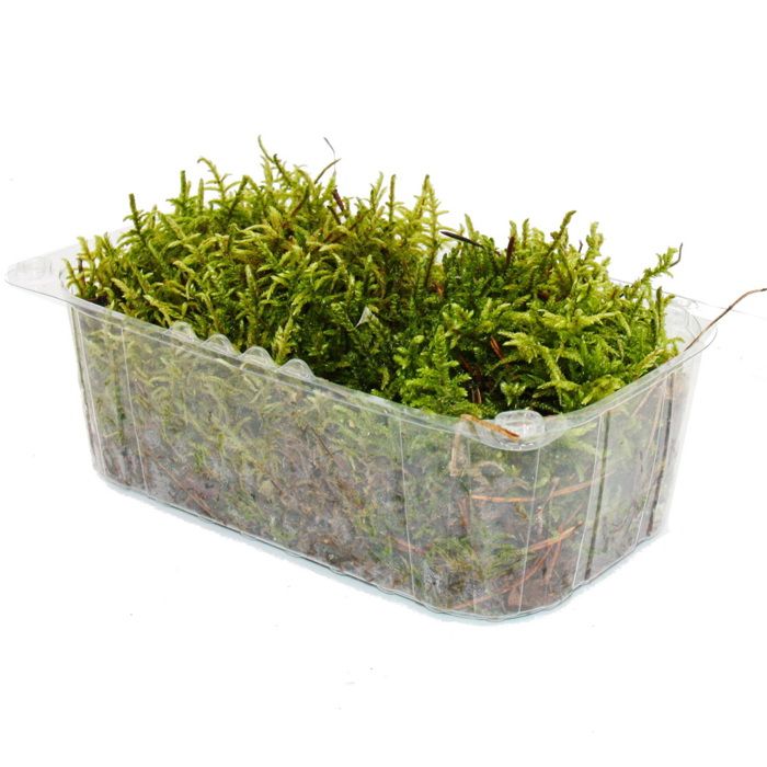 1 boîte de mousse véritable – Décoration en mousse naturelle à bricoler dans différentes variétés fraîches – DIY – Mousse islandaise, mousse de boulele, mousse de sphaigne (100 g de mousse préservée