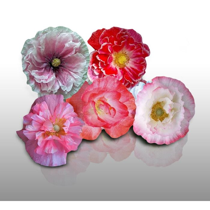 25 graines Fleurs à semer - Le Grenier d'Abondance - BELLE DE NUIT