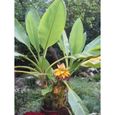 Bananier Musella Lasiocarpa-Croissance rapide-Taille adulte:1,50m-Résiste au froid: -12°C-Pot 2,5 litres-Fleur d'artichaut jaune-0