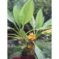 Bananier Musella Lasiocarpa-Croissance rapide-Taille adulte:1,50m-Résiste au froid: -12°C-Pot 2,5 litres-Fleur d'artichaut jaune