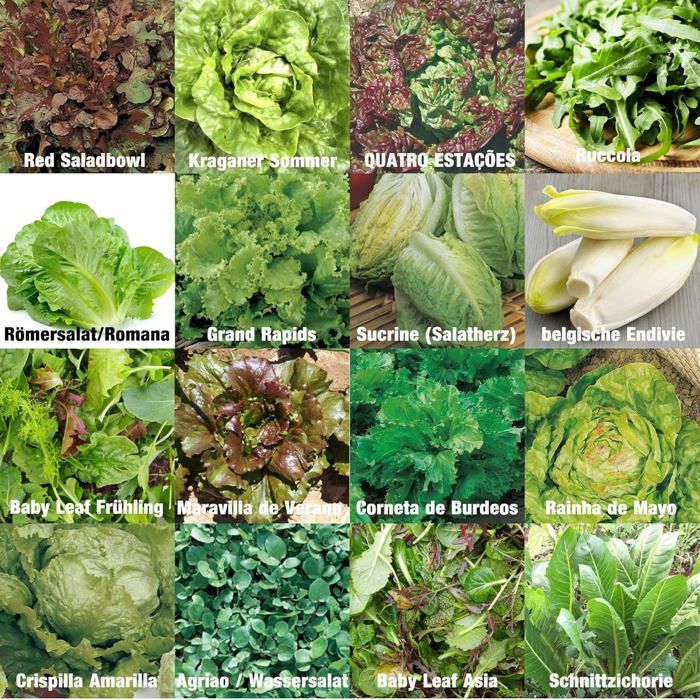 Meilleurs prix pour Set de graines de salades PRADEMIR – 16 variétés de salades – Graines 100% naturelles du Portugal – Variétés rares et anciennes