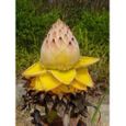 Bananier Musella Lasiocarpa-Croissance rapide-Taille adulte:1,50m-Résiste au froid: -12°C-Pot 2,5 litres-Fleur d'artichaut jaune-2
