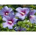 20 Graines d'Hibiscus Syriacus - Althéa - fleurs plantes - reproductibles-0