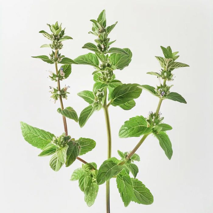 1000 Graines de menthe Pouliot