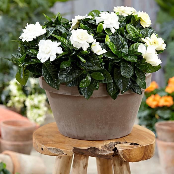 Gardenia jasminoides | Jasmin du Cap | Fleurs blanches parfumées | Plante d'intérieur fleurie | Hauteur 25-30cm | Pot Ø 13cm