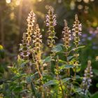 Graines De Menthe Pouliot - Herbe Vivace Au Parfum De Miel | Pour Thés Et Épices | Facile à Cultiver, Répulsive Aux Parasites