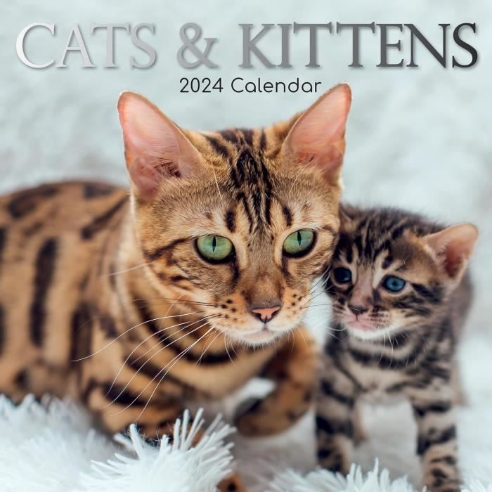 Agenda - Calendrier Chats et chatons 2024 - Cdiscount Beaux-Arts et Loisirs  créatifs