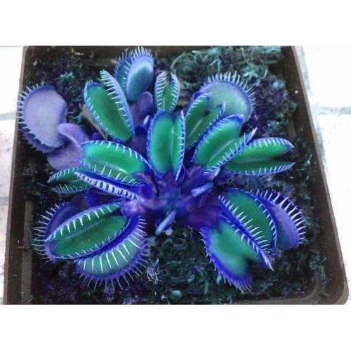 Graines Dionee Achat Vente De Graines Pas Cher