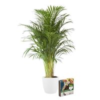 Plante d'intérieur – Palmiste multipliant en pot de fleur crème + 10 L sol comme un ensemble – Hauteur: 110 cm X0E8