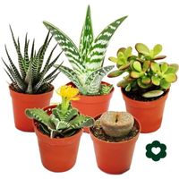 Exotenherz - 5 différentes plantes succulentes 5,5cm pot dans l'ensemble