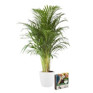 PLANTE POUSSÉE Plante d'intérieur – Palmiste multipliant en pot de fleur crème + 10 L sol comme un ensemble – Hauteur: 110 cm X0E8