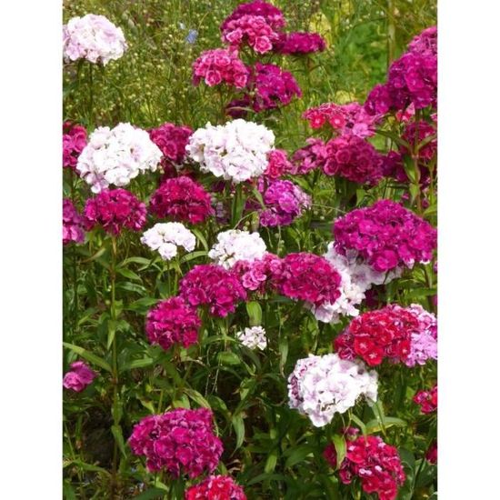 œillet De Poète Annuel F1 Sweet Mix - Graines Baumaux