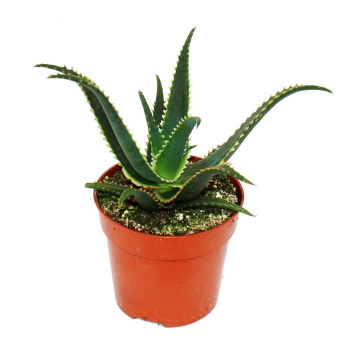 Aloe aculeata -Jurassic Dragon- - aloès denté - pot 10,5cm - plante d'intérieur succulente