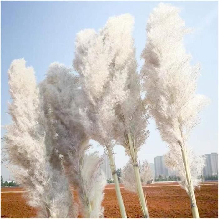DesindingDesinding 3PC de Grande Taille Pampas Pampas Pampas DE Mariage S EacuteCHAR Eacute FLUSTY S EacuteCHARGE pour LA Maison