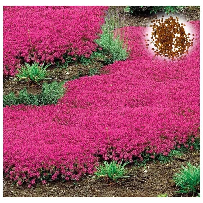 Graines De Thym D'Hiver Vivace - 0,5 Grammes (Environ 1700 Graines) Pour Jardin Aromatique Et Cuisine