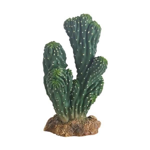 Cactus Victoria 1