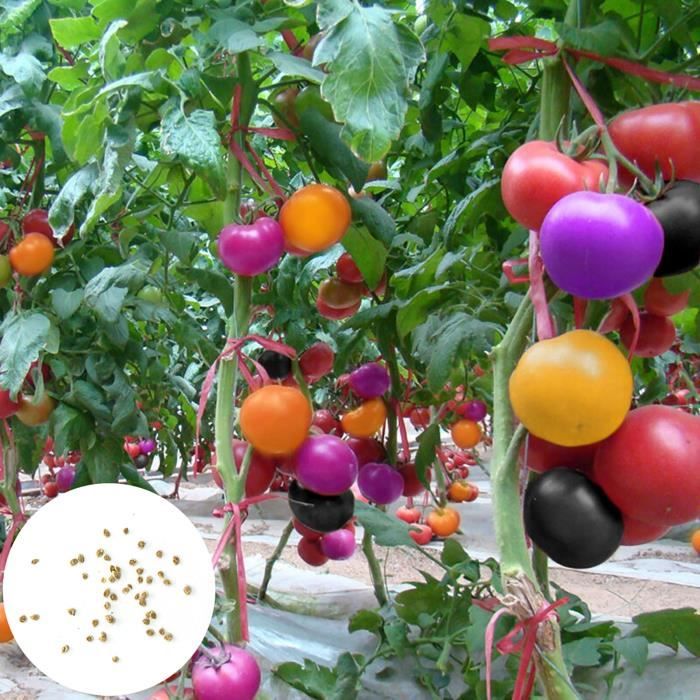 600pcs Graines de tomates Graines de plantes ménagères nutritionnelles naturelles, colorées