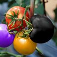 600pcs Graines de tomates Graines de plantes ménagères nutritionnelles naturelles, colorées-2