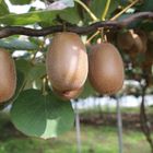 BELLEVUE DISTRIBUTION Kiwi chinensis Jenny (Autofertile)