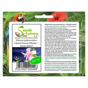 GRAINE - SEMENCE Pcs - 10x Hibiscus Pedunculatus Guimauve Arbuste P