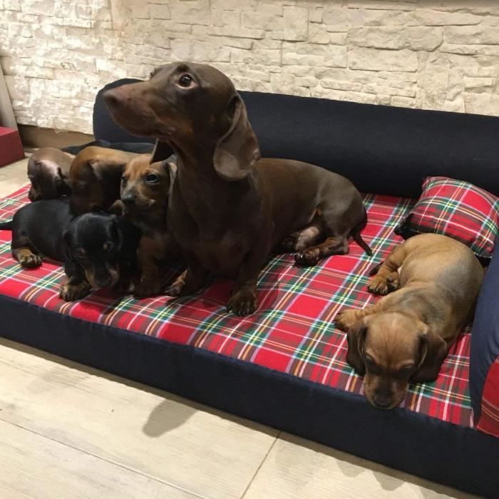 Comparer les prix de Coussin Matelas Panier pour Chien Tobie Top 135x80x10 cm